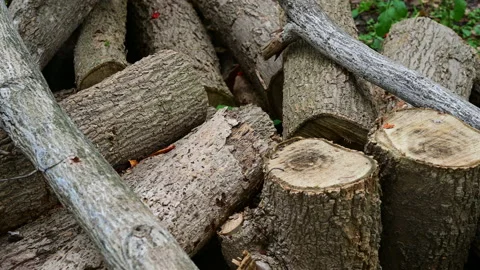 Stack of a woodpile in the countryside. Stock-Footage 155665117
