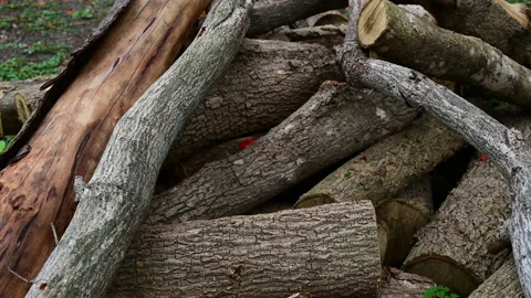 Stack of a woodpile in the countryside. Stock-Footage 155665118