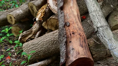 Stack of a woodpile in the countryside. Stock-Footage 155665121
