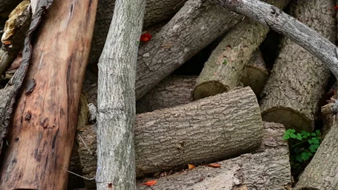 Stack of a woodpile in the countryside. Stock-Footage 155670684