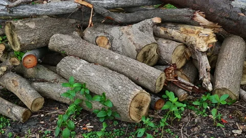 Stack of a woodpile in the countryside. Stock-Footage 155721134
