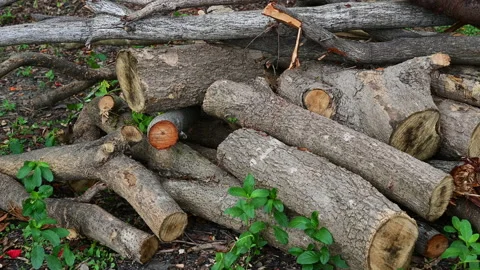 Stack of a woodpile in the countryside. Stock-Footage 155727611