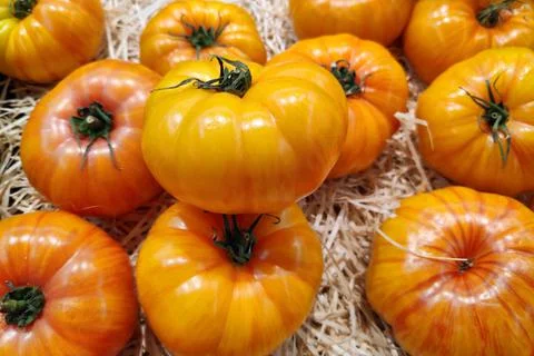 Stack of yellow heirloom tomatoes 스톡 사진