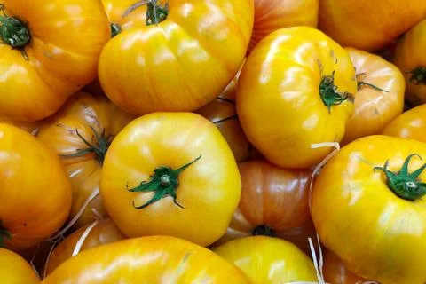 Stack of yellow heirloom tomatoes 스톡 사진