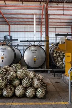 Stacked agave hearts ready for processing in a modern tequila factory facility Stock Photos