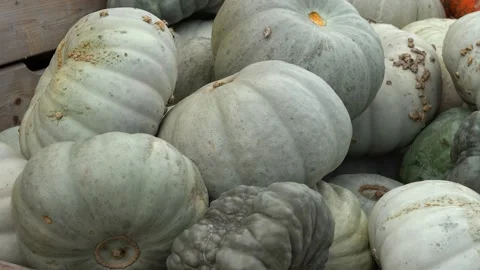 Stacked big green grey pumpkins. Stock Footage 213623212