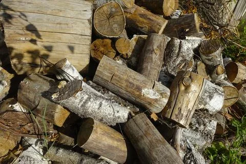 Stacked Birch and Pine Logs Resting in a Garden During a Sunny Afternoon Stock Photos