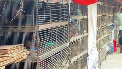 Stacked bird cage rows at bongo street market in gulistan, Dhaka, Bangladesh. Video stock 345199462