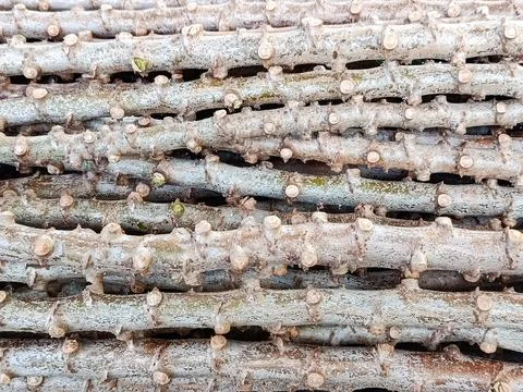 Stacked Cassava Stems Texture Background Stock Photos