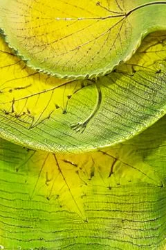 Stacked ceramic plates with leaf imprint yellow and green glaze Stock Photos