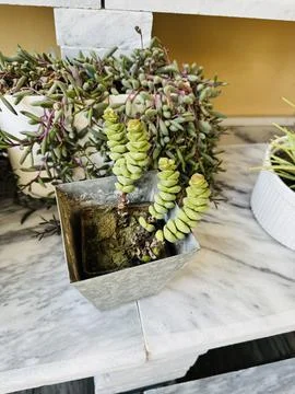 Stacked Crassula and Ruby Necklace Succulents in Contrasting Pots Stock Photos