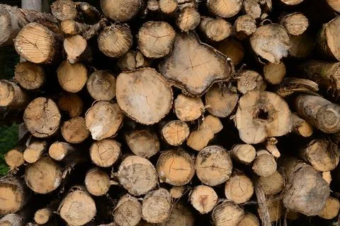 Stacked cut logs in a forest Stock Photos