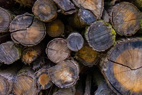 Stacked Cut Logs in Forest Setting Foto stock