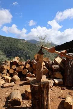 Stacked cut logs Foto stock