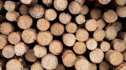 Stacked cut timber logs with numbered ends, rough bark edges, pale wood grain Stock Footage 347692370