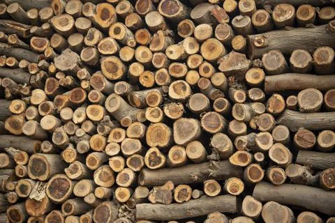 A stacked cut tree branches making interesting background for banners Foto stock
