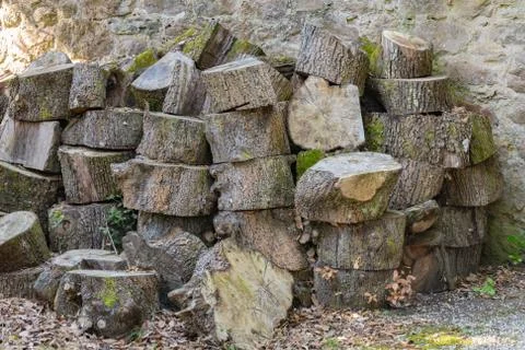  stacked cut tree logs 写真素材
