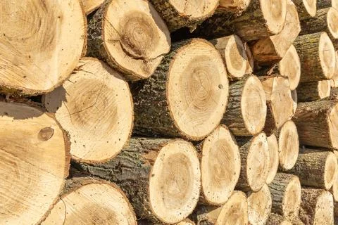 Stacked cut tree trunks with visible growth rings and rough bark texture. Per Stock Photos