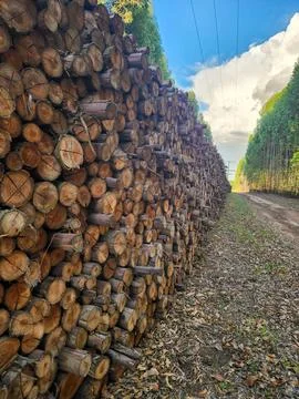 Stacked eucalyptus logs Stock Photos