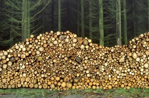 Stacked firewood Stock Photos