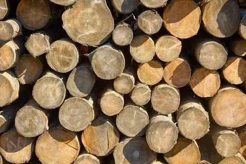 Stacked flat pile of dry tree trunks in a sawmill Stock Photos
