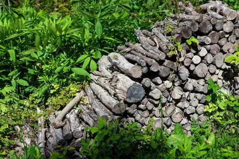 Stacked forest logs Stock Photos