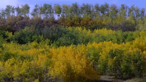 Stacked Layers of Colorful Trees on Hillside in Autumn, real time Stock Footage 162044482