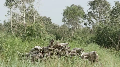 Stacked log trunks pile of Melaleuca cajuputi's tree Video stock 158408960