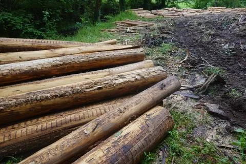 Stacked logs after deforestation in forest area Stock Photos