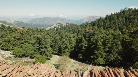 Stacked logs on a dirt path with dense forest and mountains in the background Stock Footage 313700233