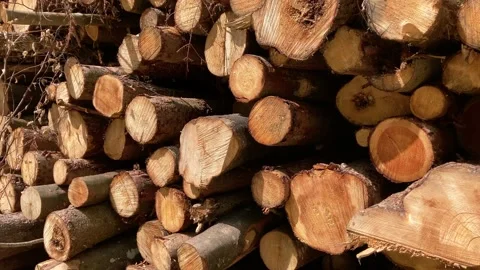 Stacked logs at the edge of the forest Stock Footage 174146665