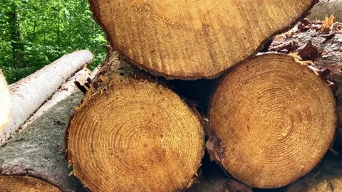 Stacked logs at the edge of the forest Stock Footage 174147031