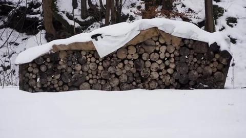 Stacked logs Stock Footage 100849033