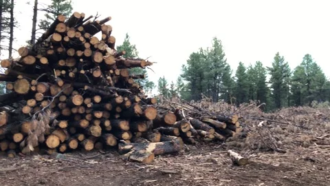 Stacked Logs in a Forest Clearing After Logging Stock Footage 294727909