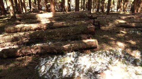 Stacked logs in a forest clearing. Patches of melting snow remain on the ground Stock Footage 336185153