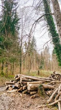 Stacked Logs in a Forest Clearing Foto stock