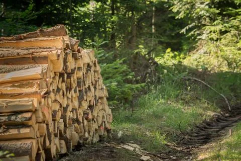 Stacked logs in the forest Stock-Fotos