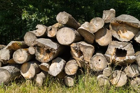 Stacked Logs in the Forest Stock Photos