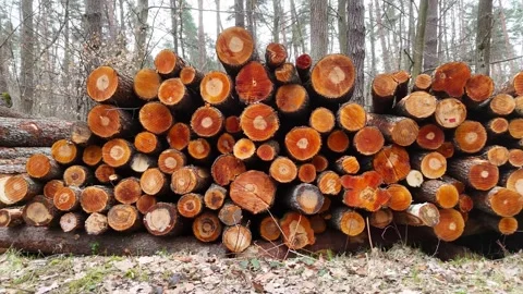Stacked logs in a forest setting display a progression of cut tree trunks Stock Footage 332156463