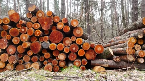 Stacked logs in a forest setting display a progression of cut tree trunks Видео 341467573