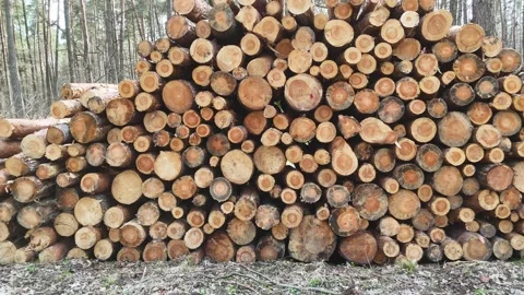 Stacked logs in a forest setting show a gradual change in arrangement, with Видео 335876045