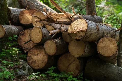 Stacked logs in a forest setting with sunlight filtering through trees Stock Photos