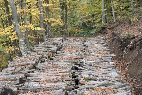 Stacked Logs on Forest Trail Stock Photos