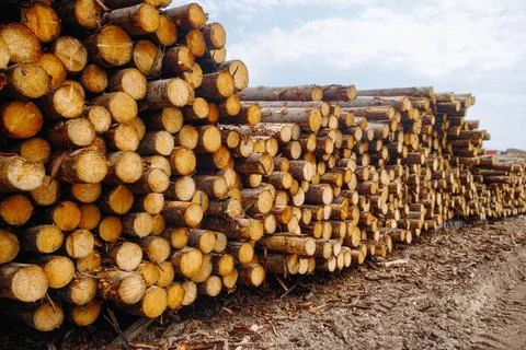 Stacked logs of freshly cut timber arranged neatly in a lumber yard with a Stock Photos