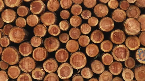 Stacked logs just cut in the forest Stock Footage 217795941
