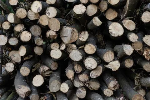 Stacked logs in a lumberyard ready for processing and distribution during d.. Foto stock
