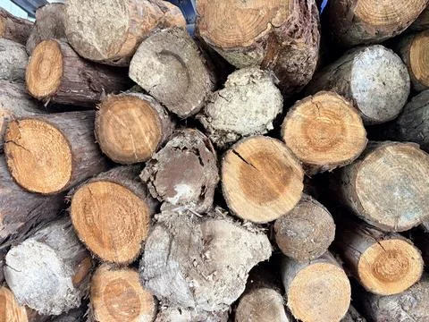 Stacked logs in a natural setting. 스톡 사진