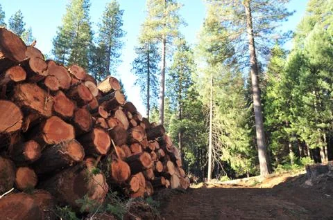 Stacked logs Stock Photos