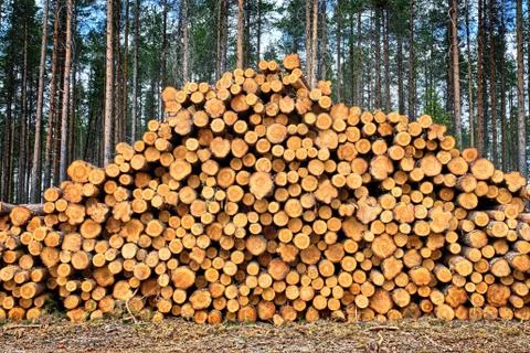 Stacked logs Foto stock