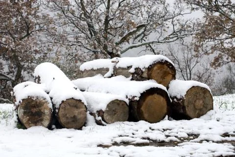 Stacked Logs Stock Photos
